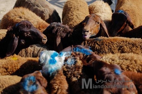 کشف ۱۳۴ راس گوسفند سرقتی در میاندوآب